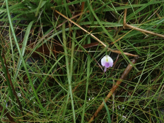 Utricularia livida