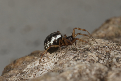 Latticed Sheet-web Weaver