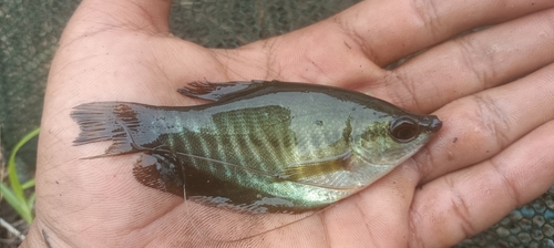 Trichopodus pectoralis