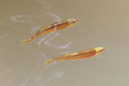 Redlip shiner (Notropis chiliticus) — Cyprinidae — 4