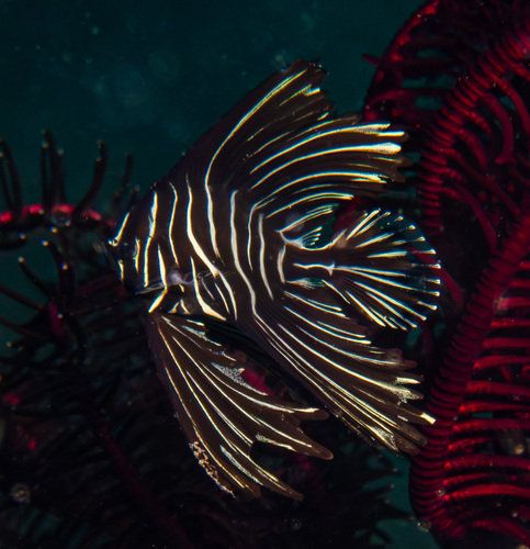 Batavia batfish (Platax batavianus) — Ephippidae — 3