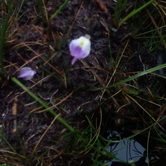 Utricularia livida