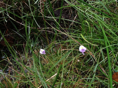 Utricularia livida