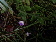Utricularia livida