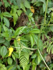 Thladiantha punctata