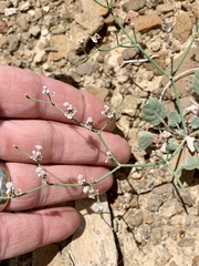 Eriogonum rotundifolium