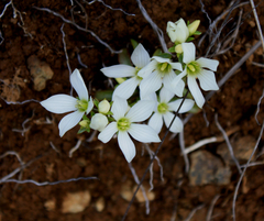 Gentianella stellata