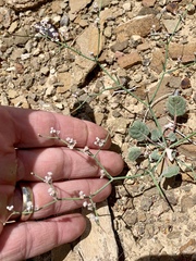 Eriogonum rotundifolium