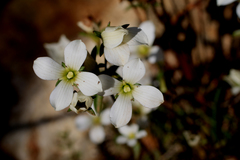 Gentianella stellata