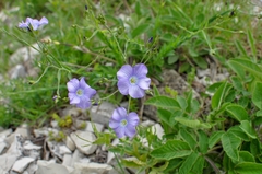 Linum nervosum