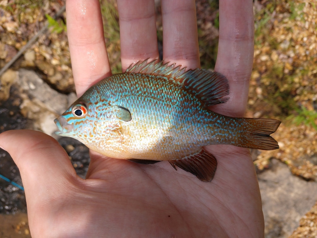 Longear Sunfish from Sunset Cove Township, MO, USA on May 26, 2024 at ...