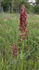Anacamptis coriophora