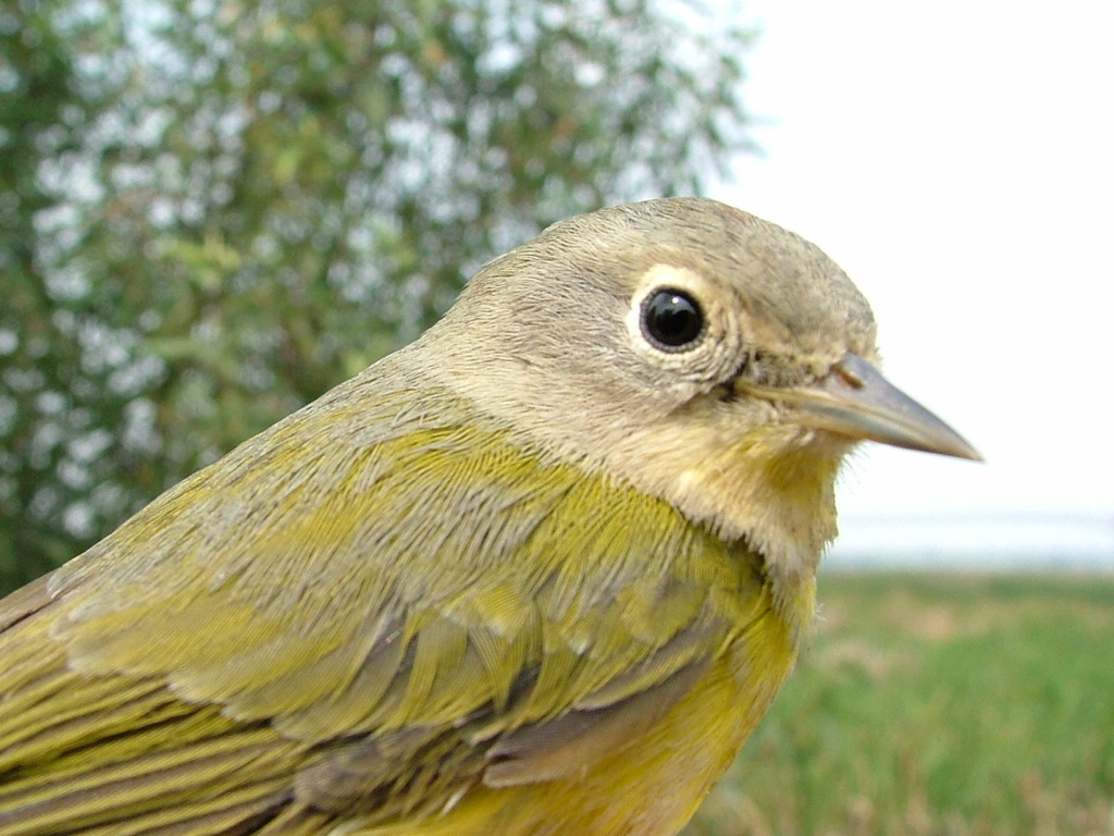 new-world-warblers-birds-of-the-yasuni-inaturalist