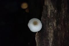 Mycena globuliformis