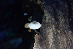 Mycena globuliformis