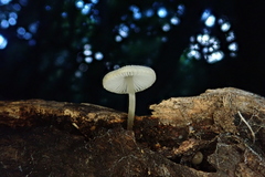 Mycena globuliformis