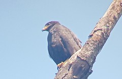Buteogallus