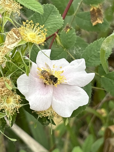 iNaturalist observation photo of Western Honey Bee