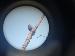 Buteogallus
