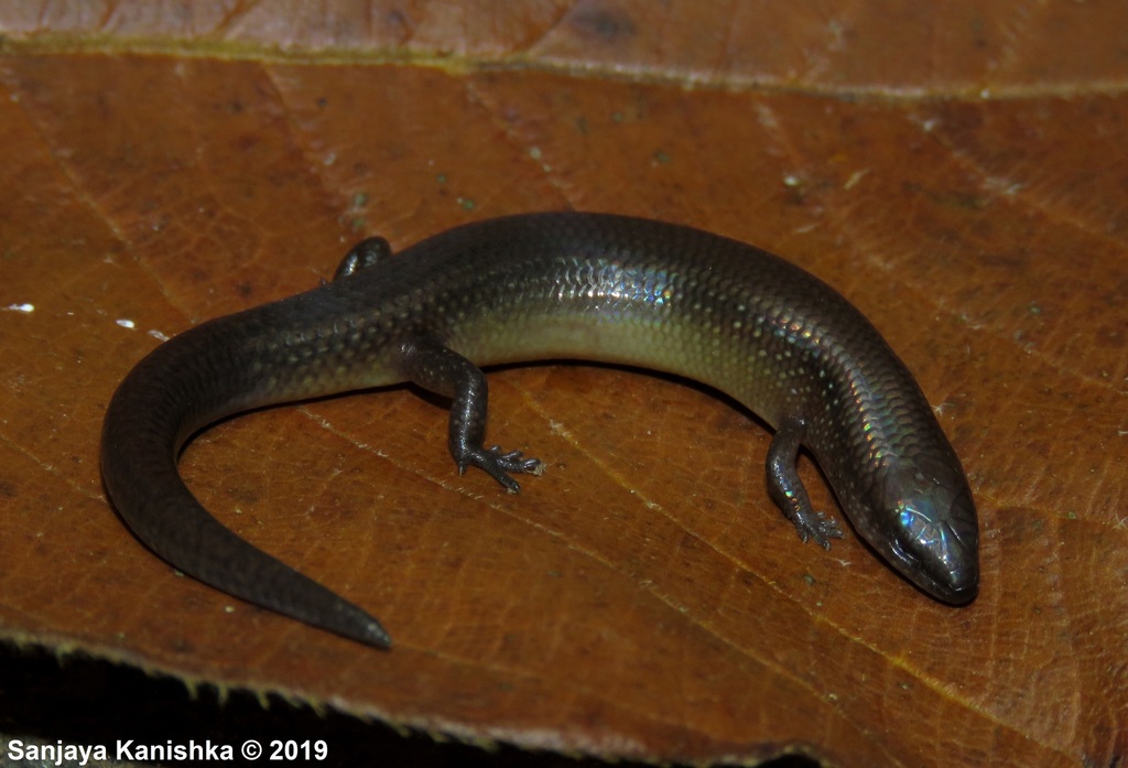 Deignan Tree Skink