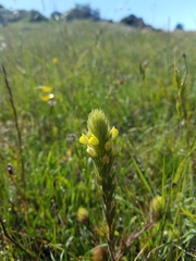 Castilleja rubicundula lithospermoides