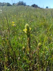 Castilleja rubicundula lithospermoides