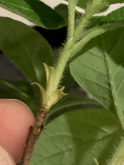 Rhododendron pilosum