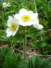 Anemonastrum villosissimum