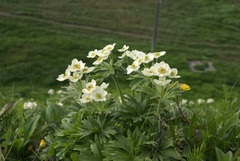 Anemonastrum villosissimum