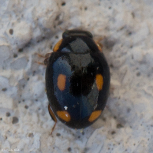 Four-eyed Sigil Lady Beetle photo 2