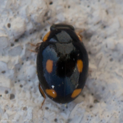 Hyperaspis quadrioculata