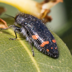 Acmaeodera mariposa mariposa