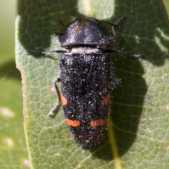Acmaeodera mariposa mariposa
