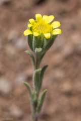 Rigiopappus leptocladus