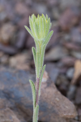 Rigiopappus leptocladus