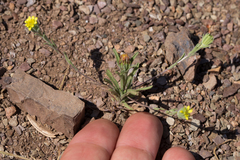 Rigiopappus leptocladus