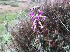 Boechera californica