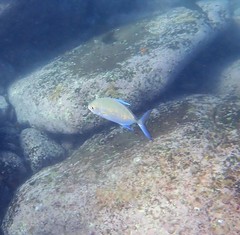 Ferdauia orthogrammus