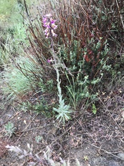 Boechera californica