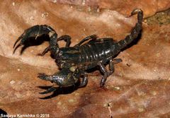 Srilankametrus indus