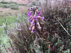 Boechera californica