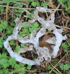 Ileodictyon cibarium