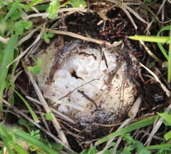 Ileodictyon cibarium