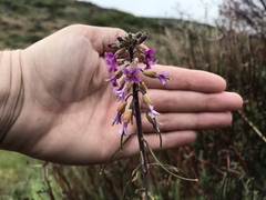 Boechera californica