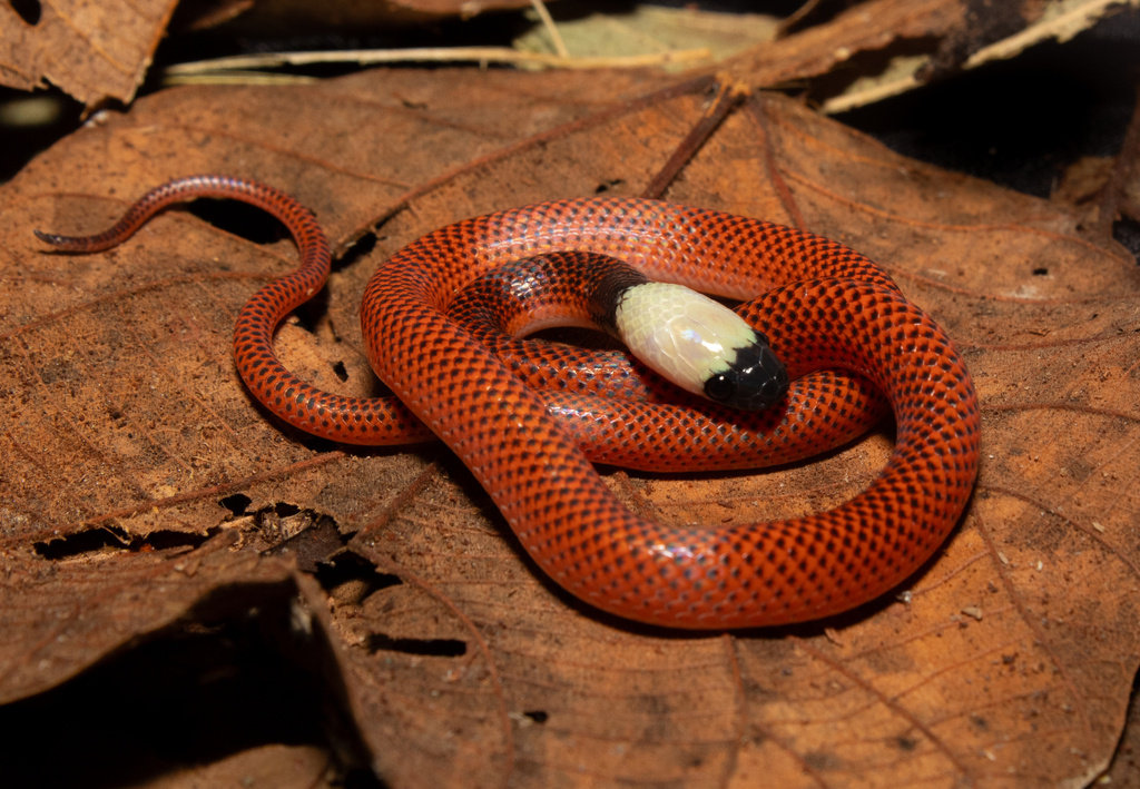 Black-Collared Snake
