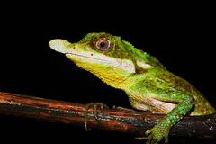 Rhinoceros Agama photo 3