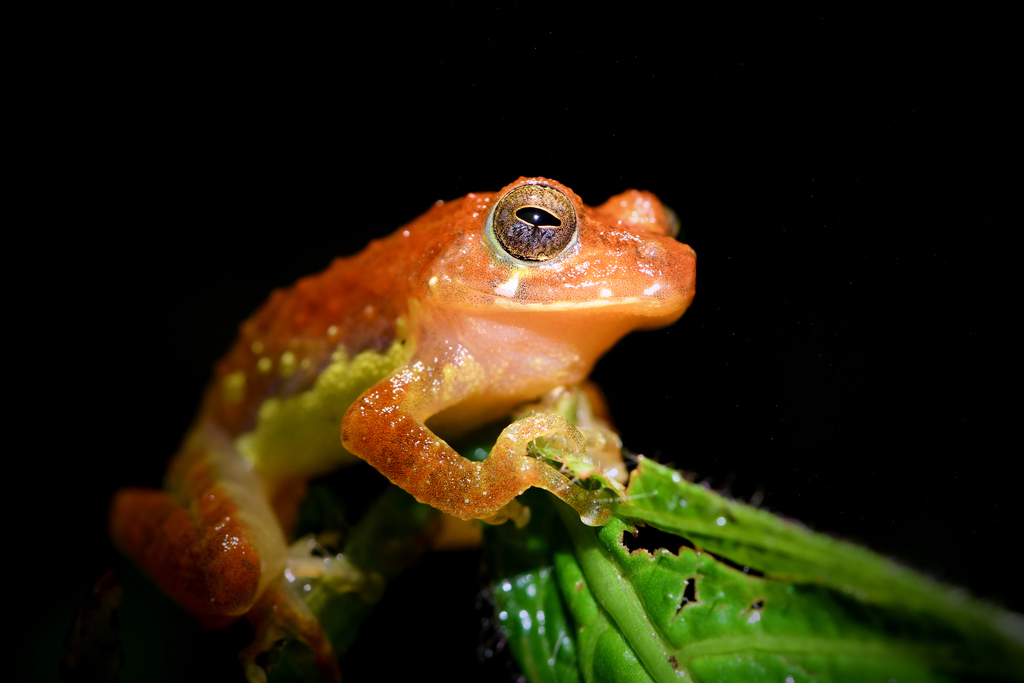 Muller's Shrub Frog