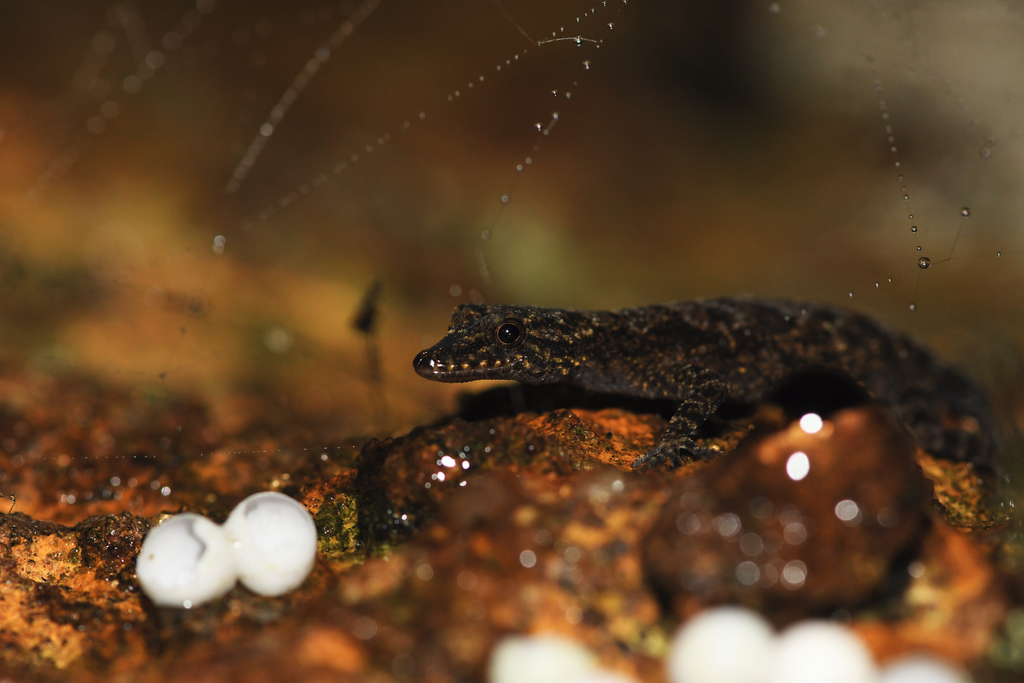 Beautiful Round-Eyed Gecko