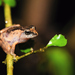 Pug-nosed Shrub Frog - Photo (c) See Gomen, some rights reserved (CC BY-NC), uploaded by See Gomen