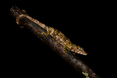 Dumbara Agama photo 2